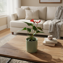 Load image into Gallery viewer, Anthurium in sage green pot - realistic scale

