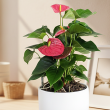 Load image into Gallery viewer, Anthurium Flamingo Flower - 180mm Ceramic Pot - Sydney Only
