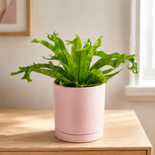 Load image into Gallery viewer, Assorted Indoor Plant in Light Pink Ceramic Pot (18cmDx18.5cmH) - Sydney Only
