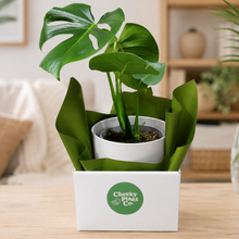 Load image into Gallery viewer, Assorted Indoor Plant in 200mm White Ceramic Pot - Sydney Only
