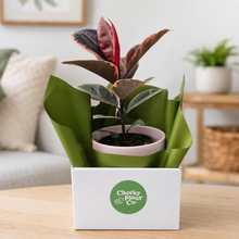 Load image into Gallery viewer, Assorted Indoor Plant in Light Pink Ceramic Pot (18cmDx18.5cmH) - Sydney Only

