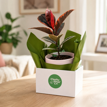 Load image into Gallery viewer, Assorted Indoor Plant in Light Pink Ceramic Pot (18cmDx18.5cmH) - Sydney Only
