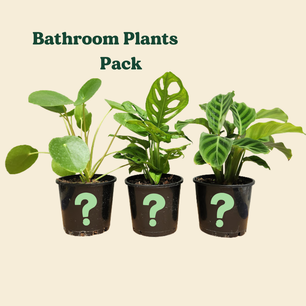 Bathroom Plants Pack (3 Assorted Plants) - 100mm