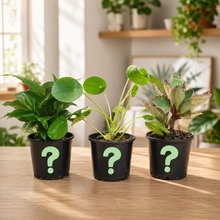 Load image into Gallery viewer, Beginner Friendly Plants Pack (3 Assorted Plants) - 100mm
