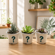 Load image into Gallery viewer, Beginner Friendly Succulents Pack (3 Assorted Succulents) - 100mm
