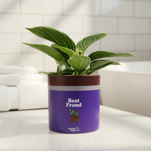 Load image into Gallery viewer, Philodendron Potted Houseplant - CHOOSE YOUR CHEEKY POT
