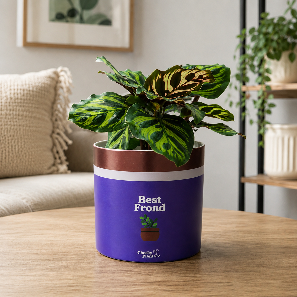 Best Frond - Cheeky Plant Co. Pot -12.5cmD x 12cmH