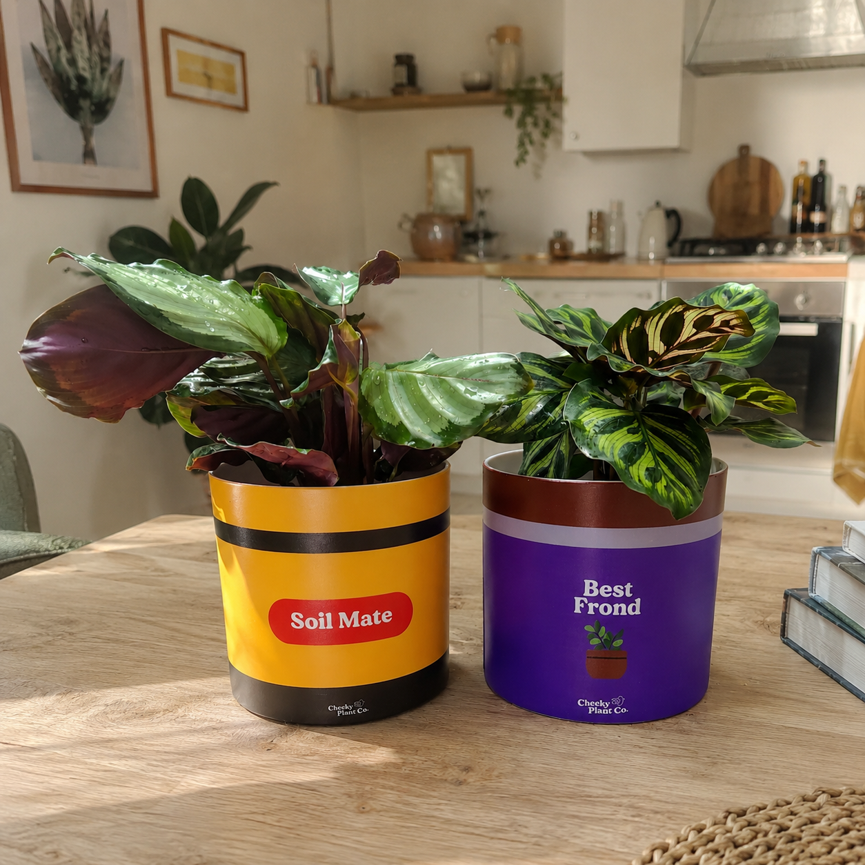 WTF Best Mates - Pot Bundle