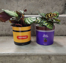 Load image into Gallery viewer, WTF Best Mates - Pot Bundle
