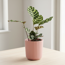 Load image into Gallery viewer, Calathea in pink pot
