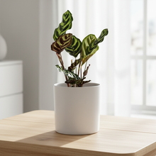 Load image into Gallery viewer, Assorted Indoor Plant in 180mm White Pot - Sydney Only
