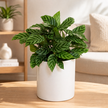 Load image into Gallery viewer, Assorted Indoor Plant in 200mm White Ceramic Pot - Sydney Only
