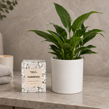 Load image into Gallery viewer, Heartfelt Condolences Gift - Peace Lily &amp; Candle - Sydney Only
