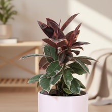 Load image into Gallery viewer, Ficus elastica Ruby with improved homely background
