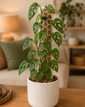 Load image into Gallery viewer, Moss Pole - Medium (40cmH) - Frosted White
