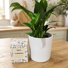 Load image into Gallery viewer, Heartfelt Condolences Gift - Peace Lily &amp; Candle - Sydney Only
