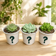 Load image into Gallery viewer, Hard to Kill Succulents Pack (3 Assorted Succulents) - 100mm
