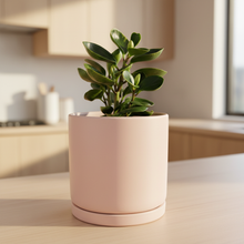 Load image into Gallery viewer, Jade plant with light wood kitchen background
