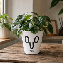 Load image into Gallery viewer, Oh Look At Me - Cheeky Plant Co. Rude Pot - 13.5cmD x 11.5cmH
