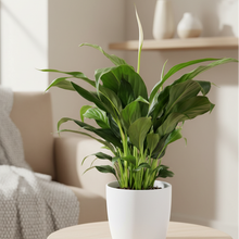 Load image into Gallery viewer, Spathiphyllum Stephanie Peace Lily - 120mm Ceramic Pot - Sydney Only
