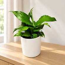 Load image into Gallery viewer, Sympathy Peace Lily - Better than Flowers - Sydney Only
