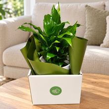 Load image into Gallery viewer, Spathiphyllum Stephanie Peace Lily - 120mm Ceramic Pot - Sydney Only

