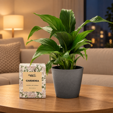 Load image into Gallery viewer, Peace Lily &amp; Candle Gift Box

