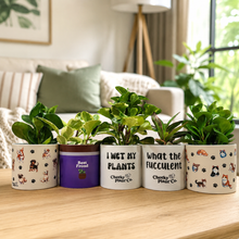 Load image into Gallery viewer, Peperomia Potted Houseplant - CHOOSE YOUR CHEEKY POT
