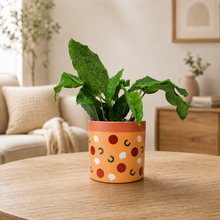 Load image into Gallery viewer, Assorted Potted Plant - CHOOSE YOUR CHEEKY POT - Sydney Only
