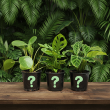 Load image into Gallery viewer, Plant trio on dark wooden table - Image 2
