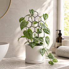 Load image into Gallery viewer, Black Iron Plant Trellis - Honeycomb (13x38.5cmH)
