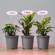 Load image into Gallery viewer, Plants with LED grow lights on wooden table
