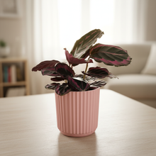 Load image into Gallery viewer, Assorted Indoor Plant in Light Pink Ribbed Ceramic Pot (14cmDx15cmH) - Sydney Only
