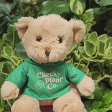 Load and play video in Gallery viewer, Teddy Bear - Cheeky Plant Co.
