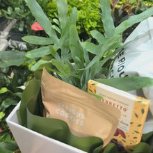 Load and play video in Gallery viewer, Pet Friendly Plant Gift Hamper - Sydney Only
