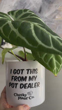 Load and play video in Gallery viewer, Trio Pack - Funny - Cheeky Plant Co. Pots - 12.5cmD x 12cmH
