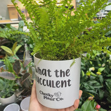 Load and play video in Gallery viewer, Assorted Indoor Plant in 'What the Fucculent' Pot (12.5cmDx12cmH) - Sydney Only
