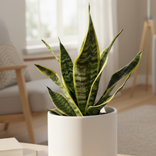 Load image into Gallery viewer, Sansevieria in homely setting
