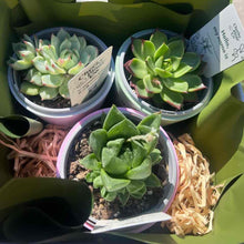 Load image into Gallery viewer, Trio Assorted Succulents in Positive Pots (11cmDx11cmH) - Sydney Only
