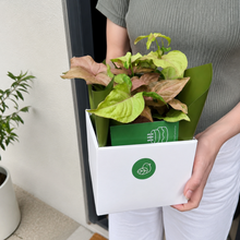Load image into Gallery viewer, Assorted Plant Gift in 140mm Pot - Sydney Only

