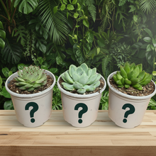 Load image into Gallery viewer, Succulent trio on wooden desk - square format
