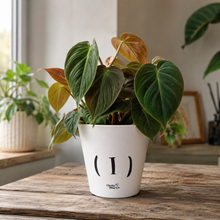 Load image into Gallery viewer, Sweet Peach - Cheeky Plant Co. Rude Pot - 13.5cmD x 11.5cmH

