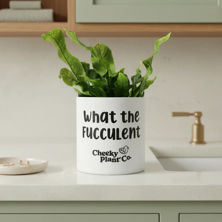 Plant Drama - Pot Bundle