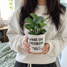 Load image into Gallery viewer, Assorted Indoor Plant in 'What the Fucculent' Pot (12.5cmDx12cmH) - Sydney Only
