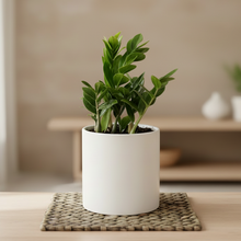 Load image into Gallery viewer, ZZ plant without frames in background
