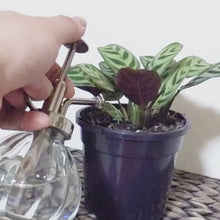 Load and play video in Gallery viewer, Glass Plant Mister - 200ml
